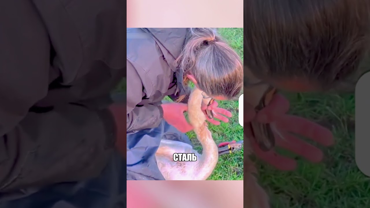 Рыбак внезапно набросился на ЛЕБЕДЯ 😱🌊🦢