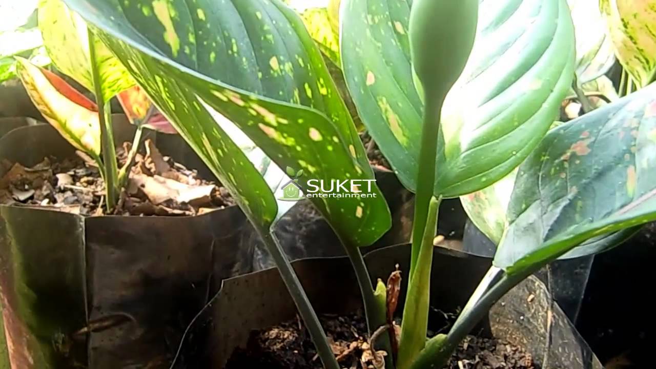 Budidaya Tanaman Hias - Pesona Kecantikan Aglaonema Heng Heng 