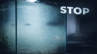 How To Fix Cloudy Aquarium Water Fast Dont Wait