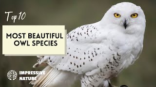 10 Most Fascinating Owl Species in the World