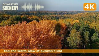๐ 4K Autumn Glow: Sunset Through Falling Leaves ๐ถ