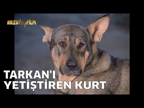 Tarkan Güçlü Kahraman - Tarkanı Yetiştiren Kurt