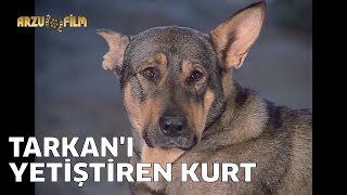 Tarkan Güçlü Kahraman - Tarkanı Yetiştiren Kurt