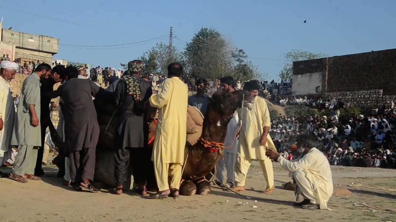 Kala tehi wala // camel weight lifting 34 muan confirm// tlagang muqbla//onth mela//krsal mela