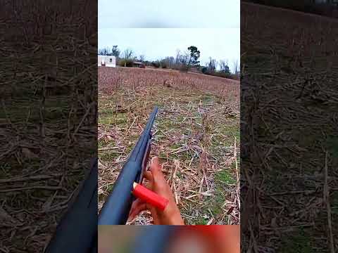 One Shot One Buck Shotgun Hunt Success Bowhunting Nobucksgiven Deerhunting Bowhunt Bowhuntord