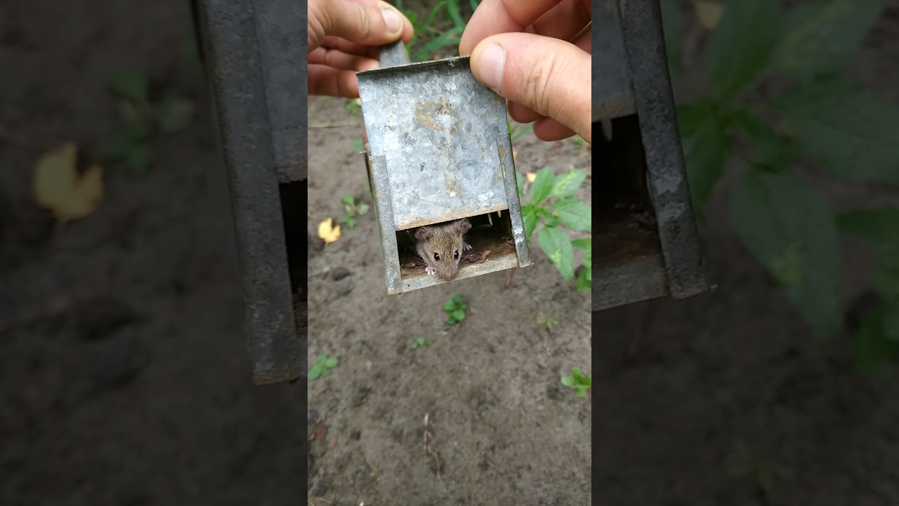 ВЫПУСКАЛОВО 