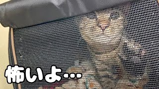 抜糸が怖くて鳴いちゃった子猫