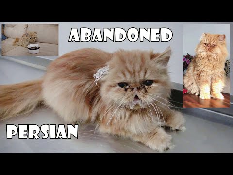 There was a sick, abandoned and thrown into the street Persian Kitten that I met 2 years ago.