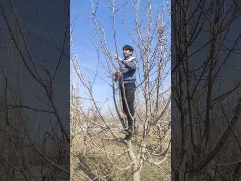 در حال ضبط آموزش هرس باردهی درختان که به زودی در چنل گذاشته میشود هرس  کشاورزی