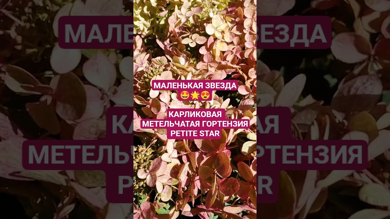 Маленькая Звезда: КАРЛИКОВАЯ метельчатая гортензия Petite Star 