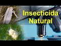 Control BIOLOGICO con Beauveria bassiana de MOSCA BLANCA, Trips y Acaros. Trucos para su aplicación.