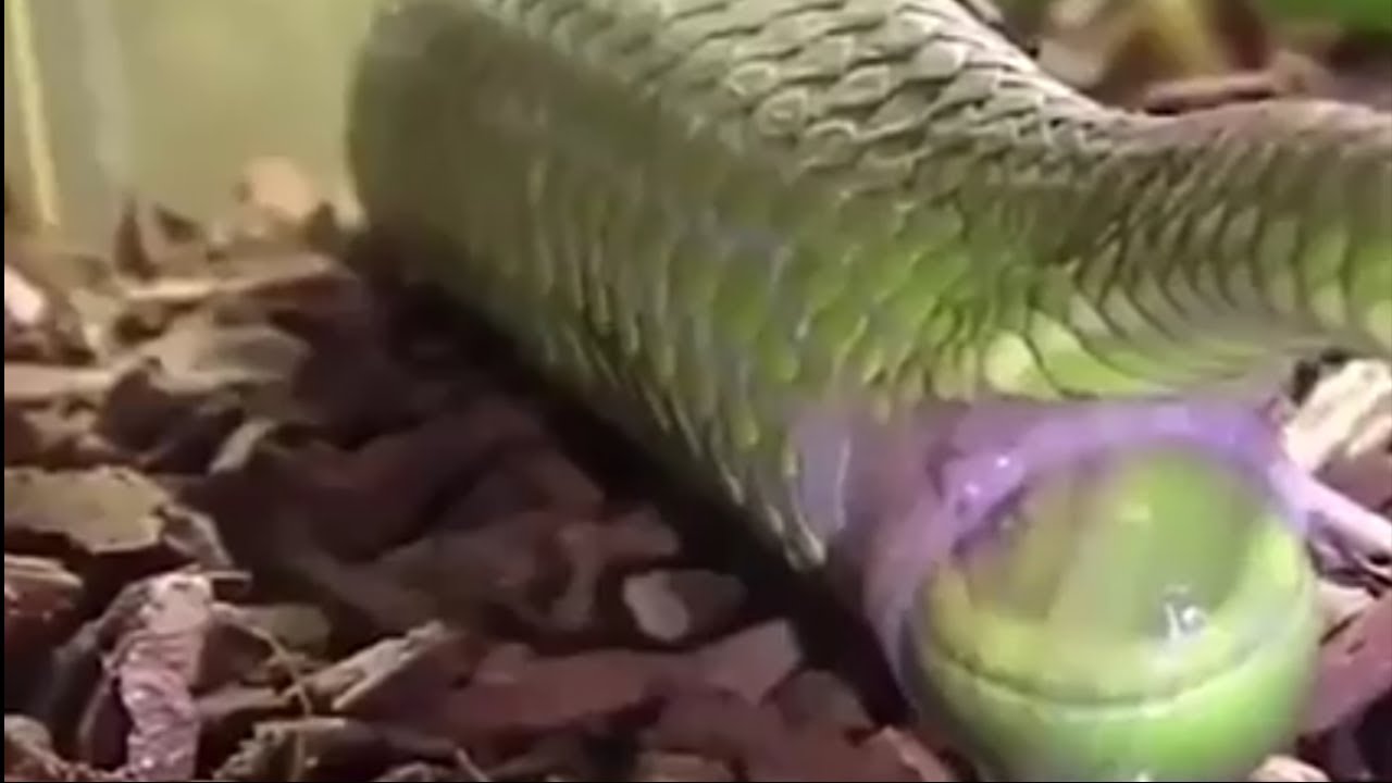 Green Snake Given Birth of Baby Snakes Baby Snakes Born Videos