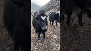 💢近距离看高原牦牛！Plateau Yak #Animal 【跟着图尔去旅行】