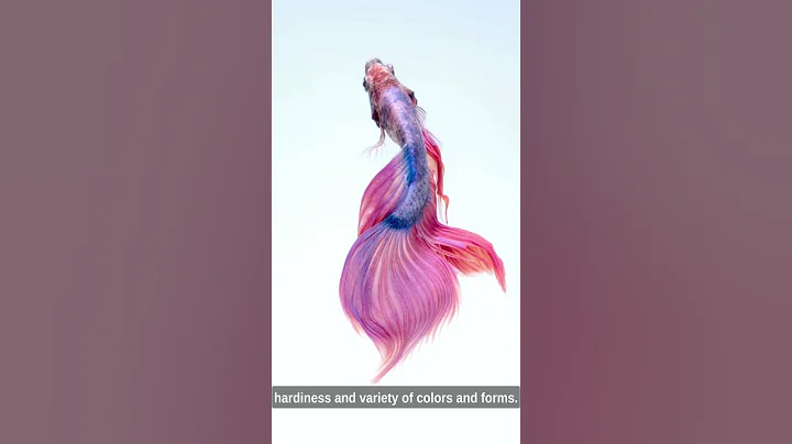 Golden Wonders: Unraveling the Mysteries of Goldfish Care and Behavior #shorts #shortsvideo