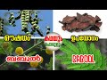 Babool plant malayalam  review and uses  kadhayum porulum babool