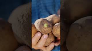 Are Green Potatoes Dangerous to Eat Attention shorts viral