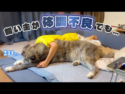 飼い主が体調不良でも変わらずまったり生活な秋田犬達【虎毛】【大型犬】【akita dog】