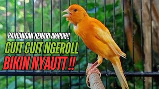 SUARA Kenari GACOR PANJANG Pancingan & masteran Kenari Paud AGAR gacor AMPUH Kenari MACET bunyii