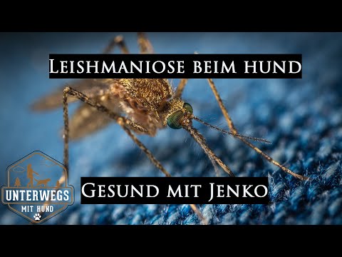 Leishmaniose beim Hund | Symptome, Heilungschancen, Therapie