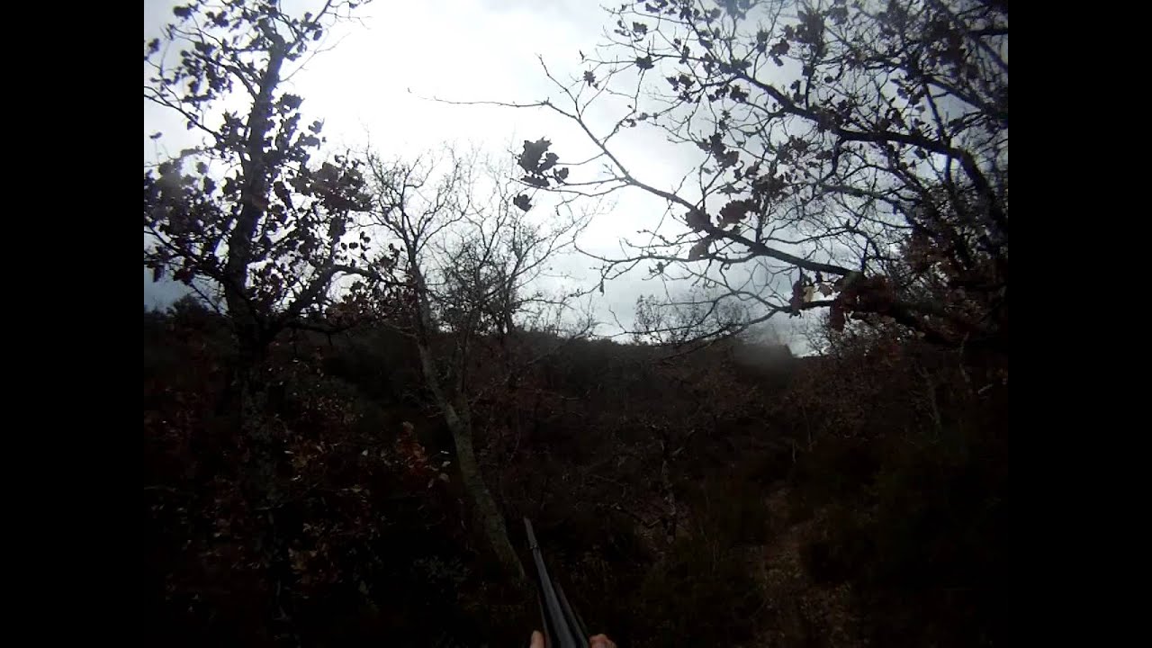 chasse sanglier les plans 2013