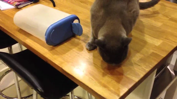 Watch the video about Blue Burmese cat