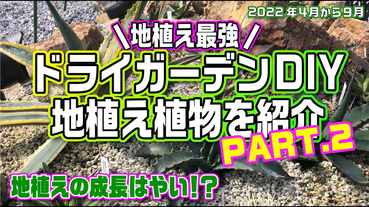 アガベは地植え】チタノタなどの植えてるドライガーデン紹介パート2