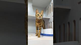 The Kitten Puts Wheatgr On Its Head And Looks Like She Is Performing Peking Opera