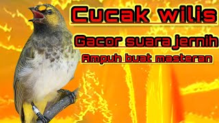 CUCAK WILIS /RENGGANIS GACOR full isian nembak suara ngeplong jernih