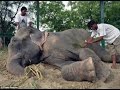 Raju The Elephant Cries Tears of Joy While Being Rescued After 50 Years Of Abuse And Chains In India