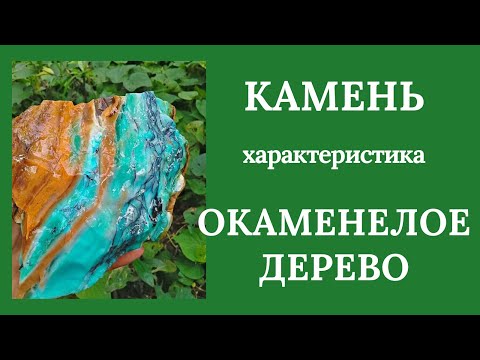 Интересные факты о дендролите. Окаменелое дерево. Магия и лечение. Какому Знаку Зодиака подходит.