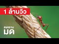 สารคดี สำรวจโลก สงครามมด - สู้จนตัวตาย! ฝูงนักรบบ้าบิ่นแห่งอาณาจักรสัตว์