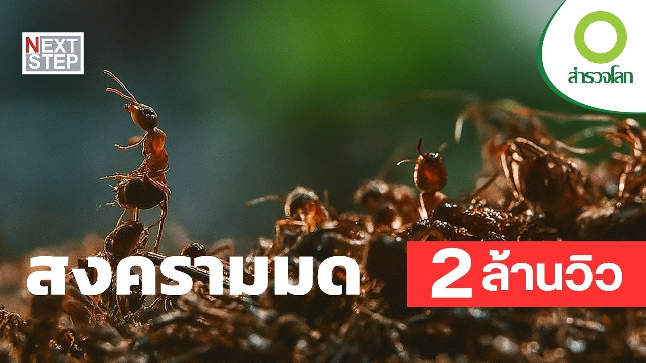 สงครามมด - สู้จนตัวตาย! ฝูงนักรบบ้าบิ่นแห่งอาณาจักรสัตว์ | สารคดี สำรวจโลก