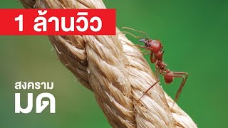 สารคดี สำรวจโลก สงครามมด - สู้จนตัวตาย! ฝูงนักรบบ้าบิ่นแห่งอาณาจักรสัตว์