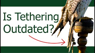 Tethered Vs Free Loft | Why I'm free lofting all my Birds, and why you should too