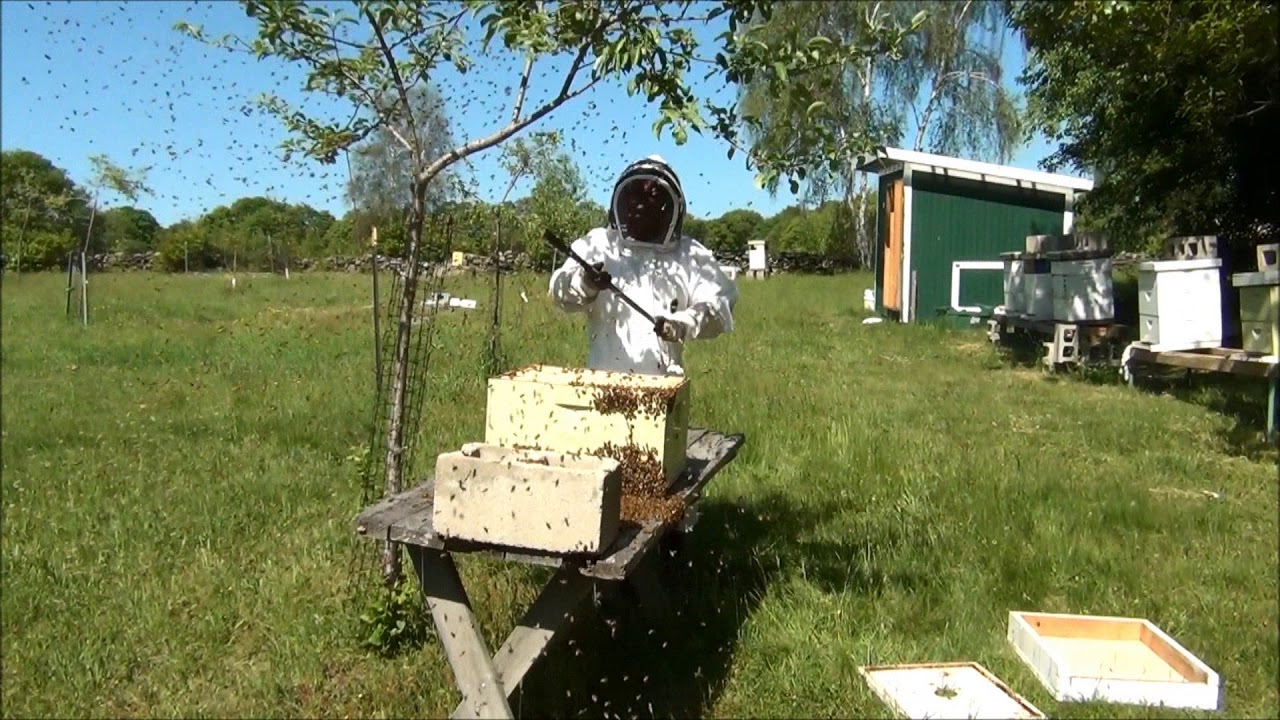 Swarm Hive 16 YouTube swarm-hive-16-youtube