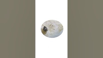 Fungi Under the Microscope 🍄🔬  #microscope #science #mushroom