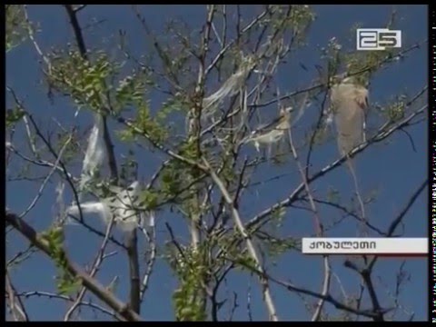 სანდასუფთავების გაზრდილი ბიუჯეტი და დაბინძურებული სანაპირო ზოლი ქობულეთში