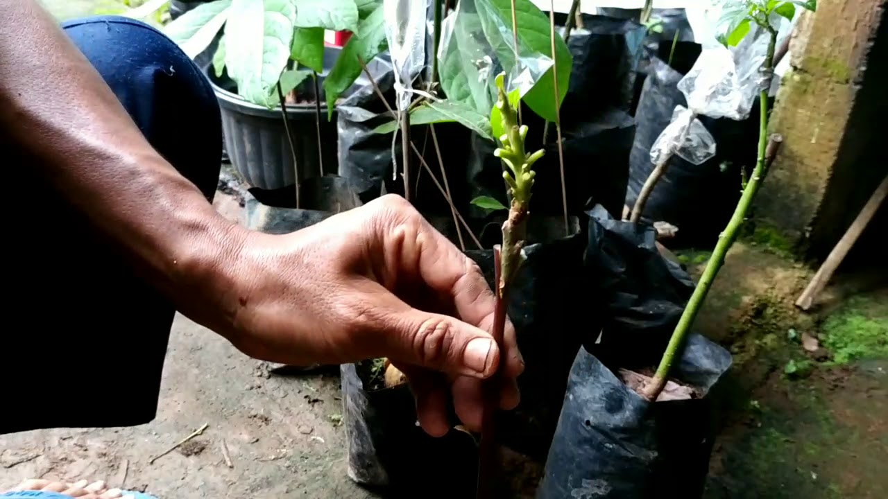 Trik menyambung pucuk pohon alpukat