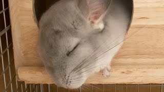 【縦動画】待ち時間にちょうどいい…チンチラが眠りにつくまでの3分間　Three minutes until the chinchilla sleeps