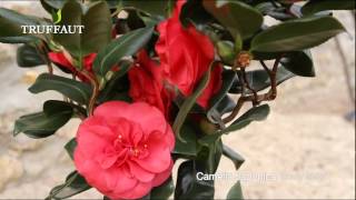 Le Camélia Japonica Curly Lady - Truffaut