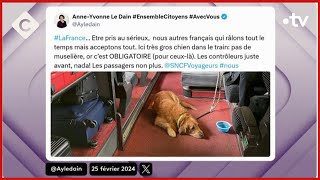 Transports : la galère des Français avec animaux de compagnie - La Story - C à Vous - 26/02/2024
