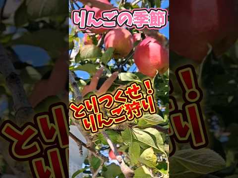 りんごの季節!とりつくせ!りんご狩り☆(2024.11) #香里園 #りんご狩り #沼田市