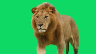 GREEN SCREEN LION ANIMATED HD  | FREE TO USE GRAPHICS ANIMATIONS