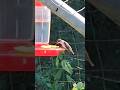 the humming birds are coming back.! #garden #gardening #homestead #hummingbird