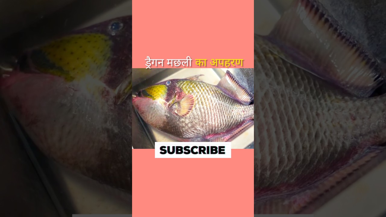 ड्रैगन मछली का अपहरण 😱 #aivideo #fish #shortvideo #facts #shortsfeed #fishing #youtubeshorts #ai