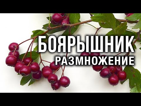 Боярышник: размножение