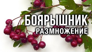 Боярышник: размножение