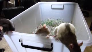 Ratties - 3 Lil Rats Trying To Escape The Tub