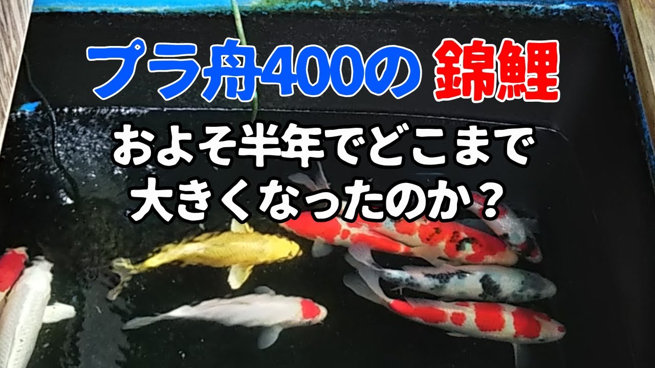 錦鯉飼育 プラ舟400lでどれくらい成長したのか Youtube