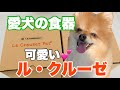 【ル・クルーゼ】愛犬の食器を紹介します。ポメラニアン　ハッピー君　　L E　CREUSET　PET